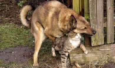 狗狗发情要交配吗?