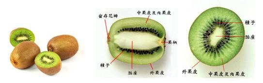 婴儿可以吃奇异果吗 一颗奇异果,我要变着法儿吃掉你