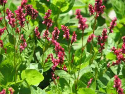 描写母亲的散文精选 散文精选：蓼蓝，母亲的颜色