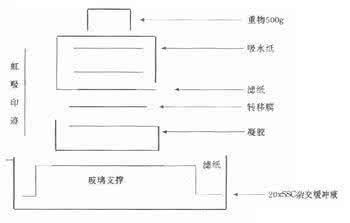 实验诊断学教案 实验诊断
