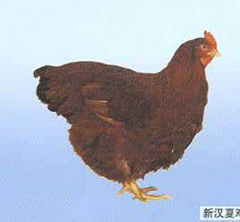 今日鸡苗价格最新报价 新汉夏鸡