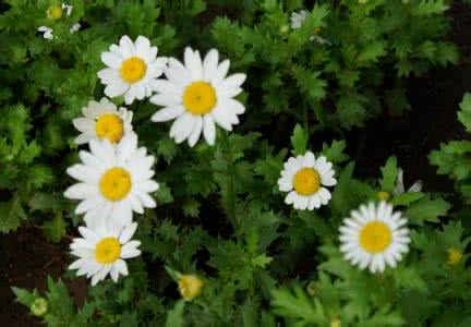 看到这朵小花没 7朵小花