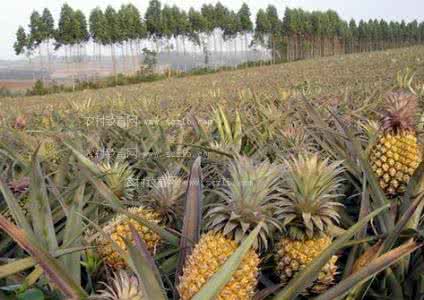 菠萝长在哪里 菠萝长在哪里 【菠萝怎么长的】菠萝是长在哪里的