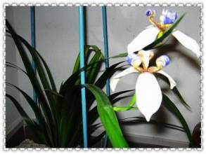 永远的鹤 主要内容 永远的鹤