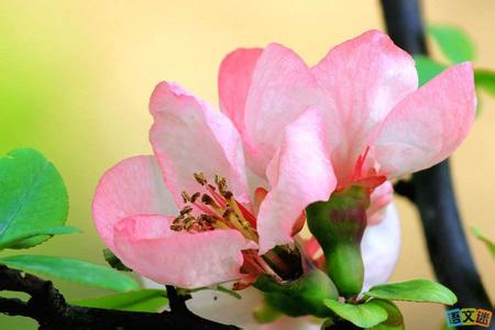 证据录音内容整理范文 又见花开 又见花开范文整理