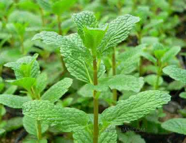 留兰香薄荷 留兰香薄荷 留兰香