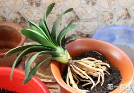 花卉网家庭养花 《养花一点通 多浆花卉》
