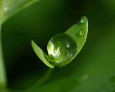 夏雨荷 夏雨清风起，听荷绿正浓——夏雨诗词20首