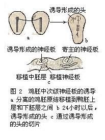 胚胎诱导 胚胎诱导作用