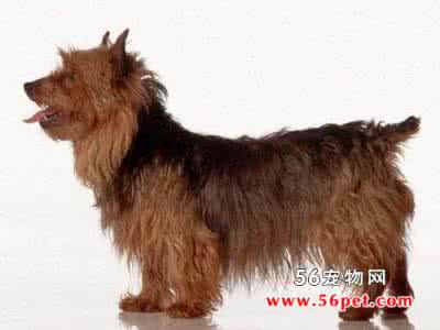 澳洲梗 澳洲梗 介绍—澳洲梗