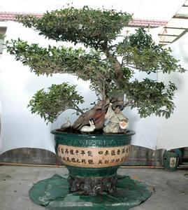 盆景桂花铁丝造型图 桂花盆景造型艺术浅析