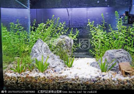 鱼缸石头造景图片欣赏 【水族箱欣赏】鱼缸造景的空间设计