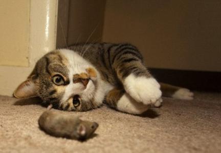 养猫养一只还是两只 养猫就要养两只一只搞定另一只