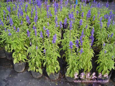 花卉栽培技术 草本花卉繁种栽培技术