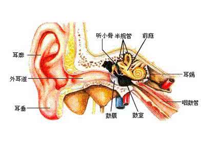 洗鼻器的危害中耳炎 中耳炎的危害有哪些 中耳炎造成的危害有哪些