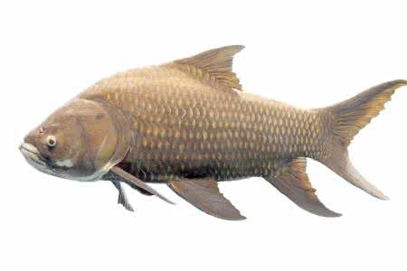 梦见抓鱼是什么意思 梦见鱼 梦见鱼是什么意思 梦见鱼