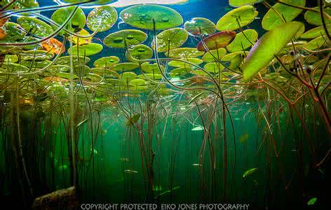 音画欣赏 【音画欣赏】沼泽