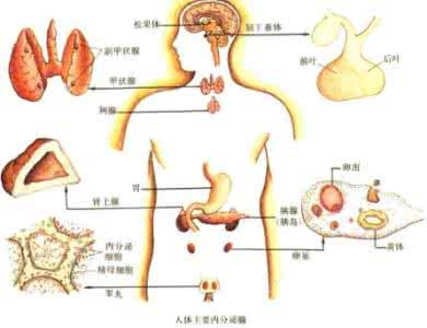 内分泌系统疾病 内分泌系统疾病 你对内分泌疾病了解多少