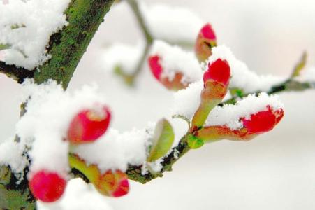 不尽红笺相思意 寄语梅花引，雪落相思笺［心情美文］