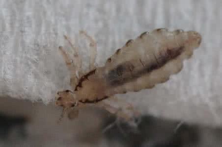 虱目鱼 虱目