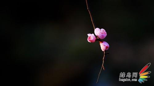 摄影构图技巧 解析花卉摄影构图技巧