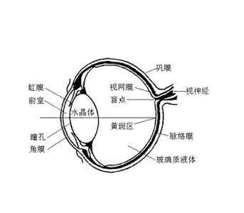 眼压什么时候最高 眼压什么时候高？