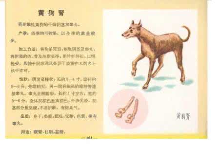 狗肾 鐙楄偩,鐙楄偩鐨勫姛鏁堜笌浣滅敤