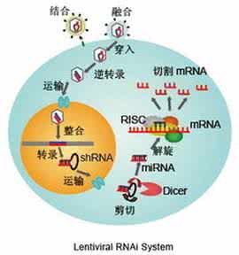 静止细胞 RNAi是细胞静止所必需的