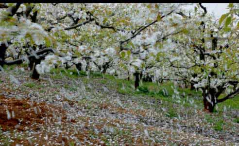 完美红颜柳岩碎片 梨花落，碎了红颜