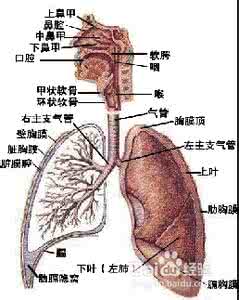 气管炎能除根吗 气管炎一次根除!