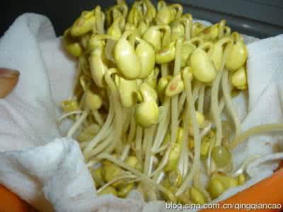 黄豆芽的生产技术 如何在阳台生产黄豆芽和花生芽