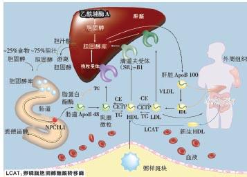 总胆固醇高是怎么回事 总胆固醇高是怎么回事 如何预防胆固醇高
