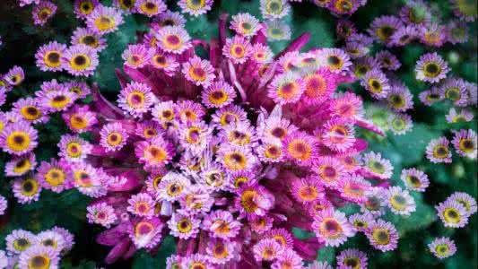 雏菊姐的猫 雏菊的秋天