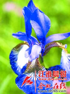 毛线编织花样图解花朵 【花样】教程：“草本花朵”（大师班）