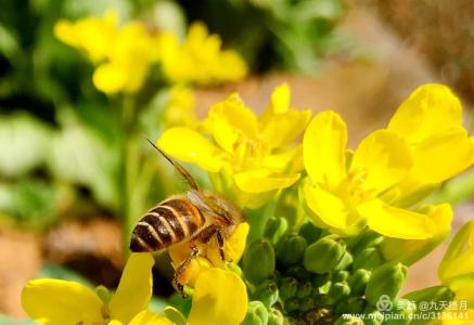黄山中蜂百花蜜巢蜜 蜂采百花成蜜后---精品收集