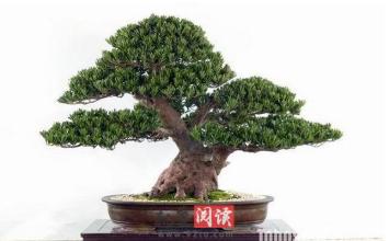 罗汉松风水注意事项 泰国旅游注意事项 小编教大家罗汉松怎么养以及注意事项有哪些