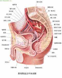 生殖疱疹治疗新方法 男性生殖疱疹新方法 男性生殖增长的方法有哪些