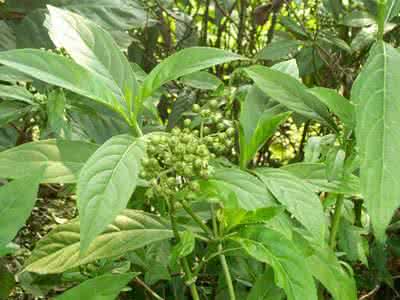 怎样熬中药药效最好 中药怎么熬药效最好 常山中药药效是什么你知道吗？