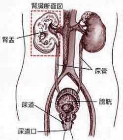 孕妇尿路感染怎么办 孕妇尿道感染 为什么孕妇要注意尿路感染