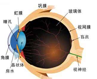 老年白内障复明 老年白内障 睛明和承泣