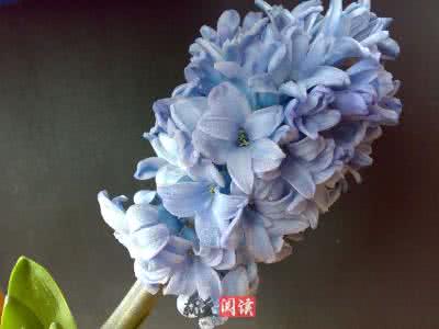 水色风信子 水色风信子 水色风信子的花语是什么，水色风信子图片