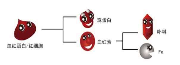 平均血红蛋白浓度偏低 平均血红蛋白浓度偏低 红蛋白降低的分级