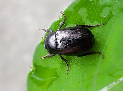 鞘翅目金龟科 金龟科