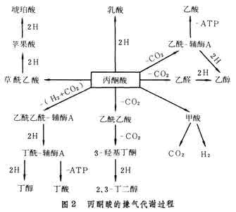 包子发酵过程 发酵过程