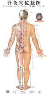 人体的12条经络位置图 人体的12条经络位置图 人体经络穴位