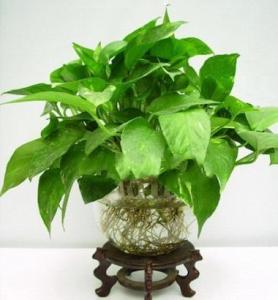 防辐射的植物有哪些 最佳防辐射植物有哪些