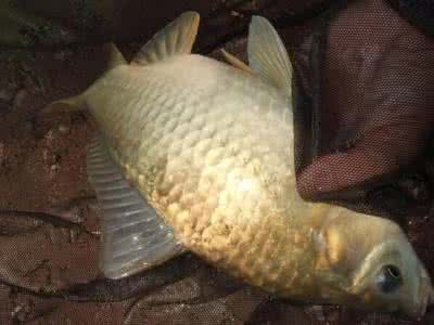 野钓鲫鱼诱饵 野钓鲫鲤必备的3款诱饵窝料配方