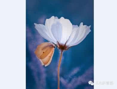 夏一文心灵禅语 心灵禅语 心灵禅语：快乐在内心宁静里_心灵禅语