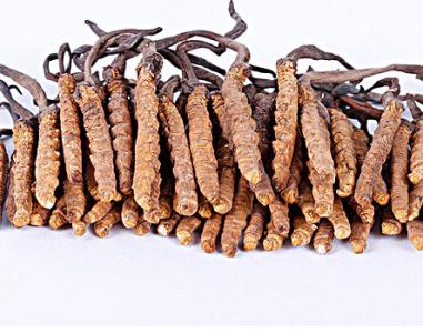 冬虫夏草吃多少才有效 冬虫夏草300多种 只有一种才有效