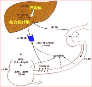 胆汁淤积症皮肤瘙痒图 胆汁淤积为什么会瘙痒？